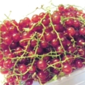 ラム酒風味のレッドカラントジャム レシピ 作り方 By 寝虎太郎 楽天レシピ ラム酒風味のレッドカラントジャム レシピ 作り方 By 寝虎太郎 楽天レシピ